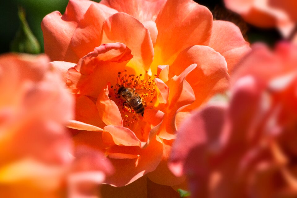 Pink composites blossom