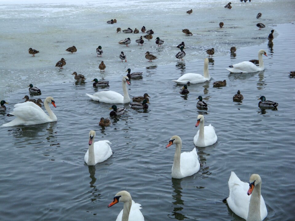 Lake winter waldviertel