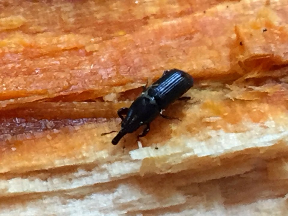 Torostoma apicale 13435864