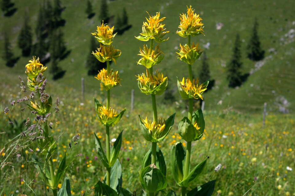 Flower yellow alpine flower photo