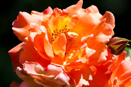Composites blossom bloom