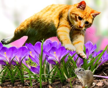 Croissant gophers ground squirrel