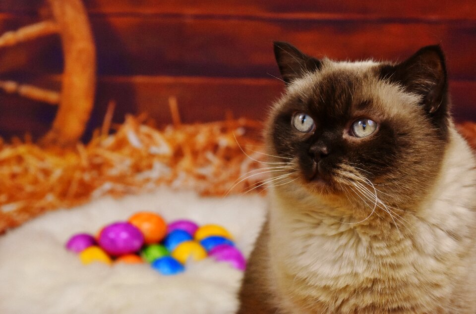Animal world easter egg