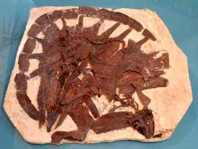 Toxochelys latiremus, Gove County, Kansas, USA, Late Cretaceous - Royal Ontario Museum - DSC00055