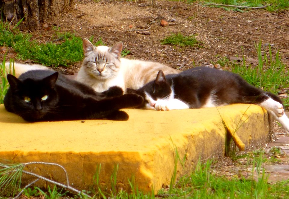Torrelodones - gatos sobre colchón 2