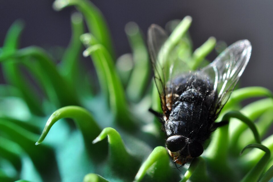 Green fly hairy