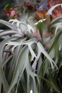 Nature tropical plant