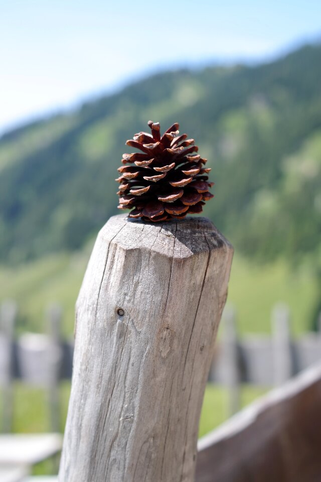 Strobilus conifer cones seeds