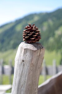 Strobilus conifer cones seeds photo