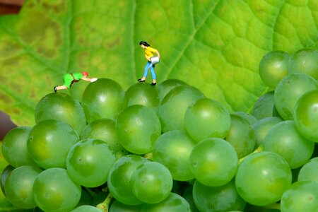 Small world green grapes mini people