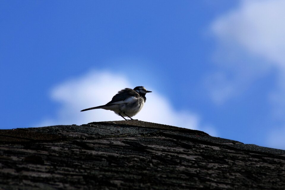 Little bird high security level wild birds