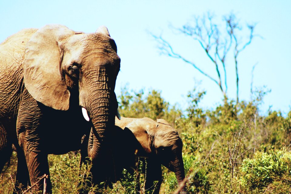 Pachyderm baby mammal