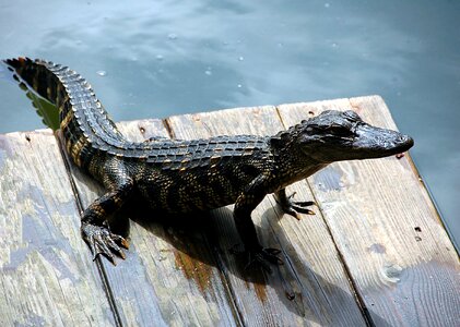 Dock wildlife animal