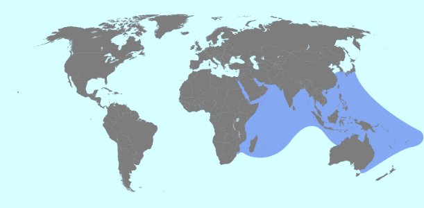 Toxopneustes pileolus distribution range
