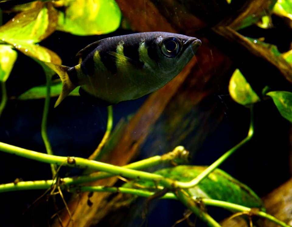 Toxotes jaculatrix Vivarium Tournai 27122015