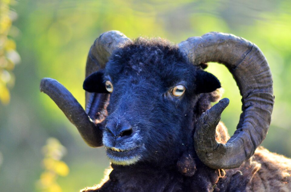 Animal animals nature