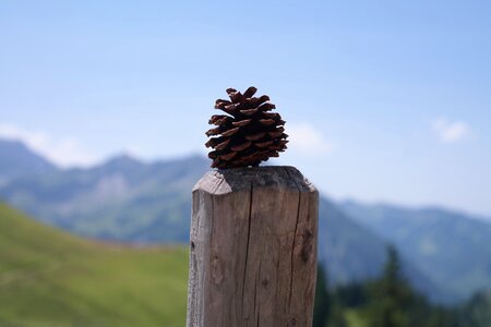 Strobilus conifer cones seeds photo