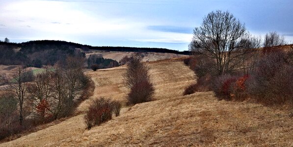 Poland forest view photo