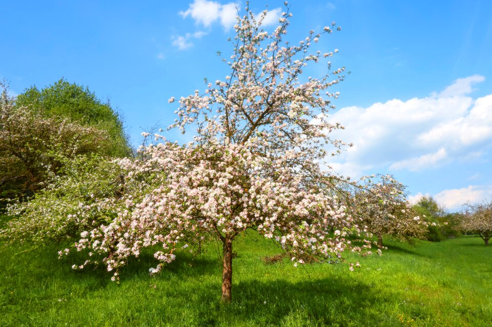Sweet blossom bloom