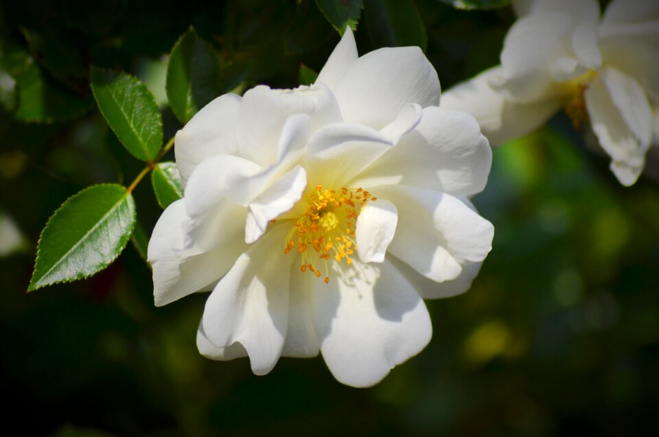 Botany rosebush flower