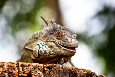 Green iguana scale photo