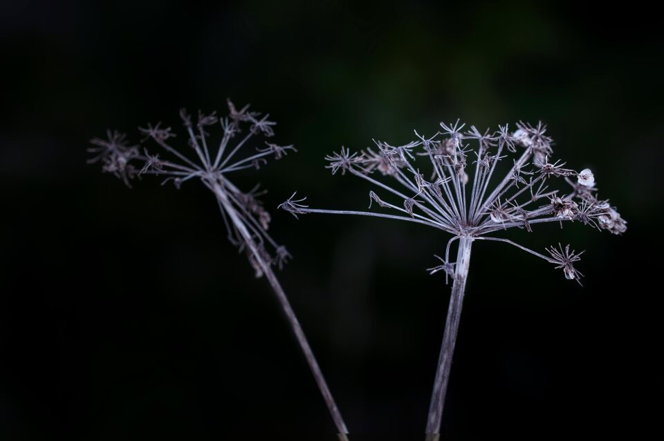 Seeds nature close up