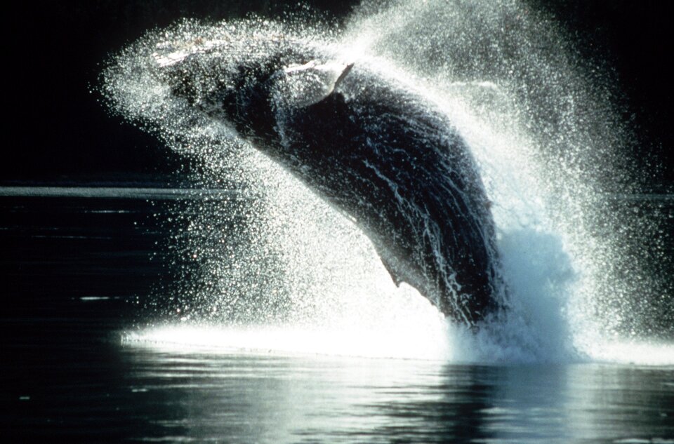 Ocean mammal animal
