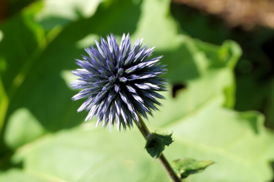 Bloom plant purple