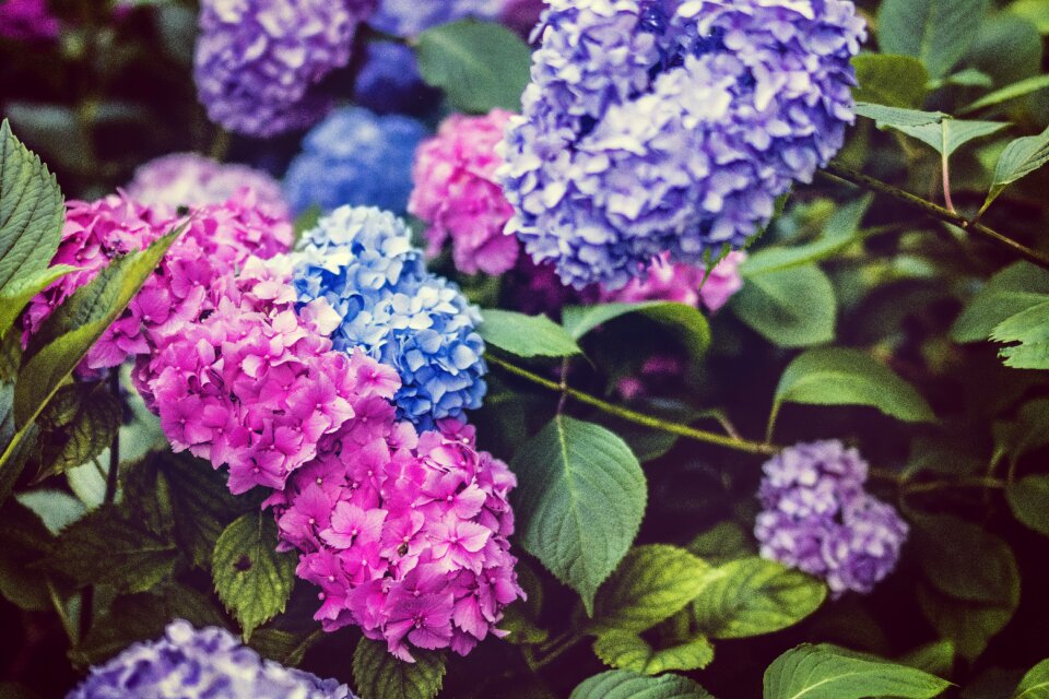 Bright flora flowers