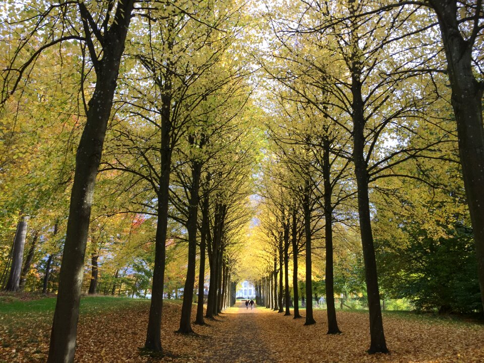 Forest light trees