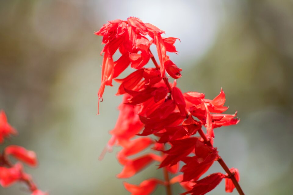 Spring florir flowery