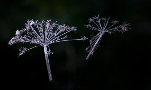 Dry faded close up photo