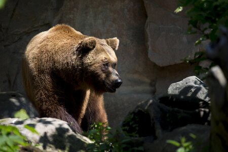 Ursus arctos mammal