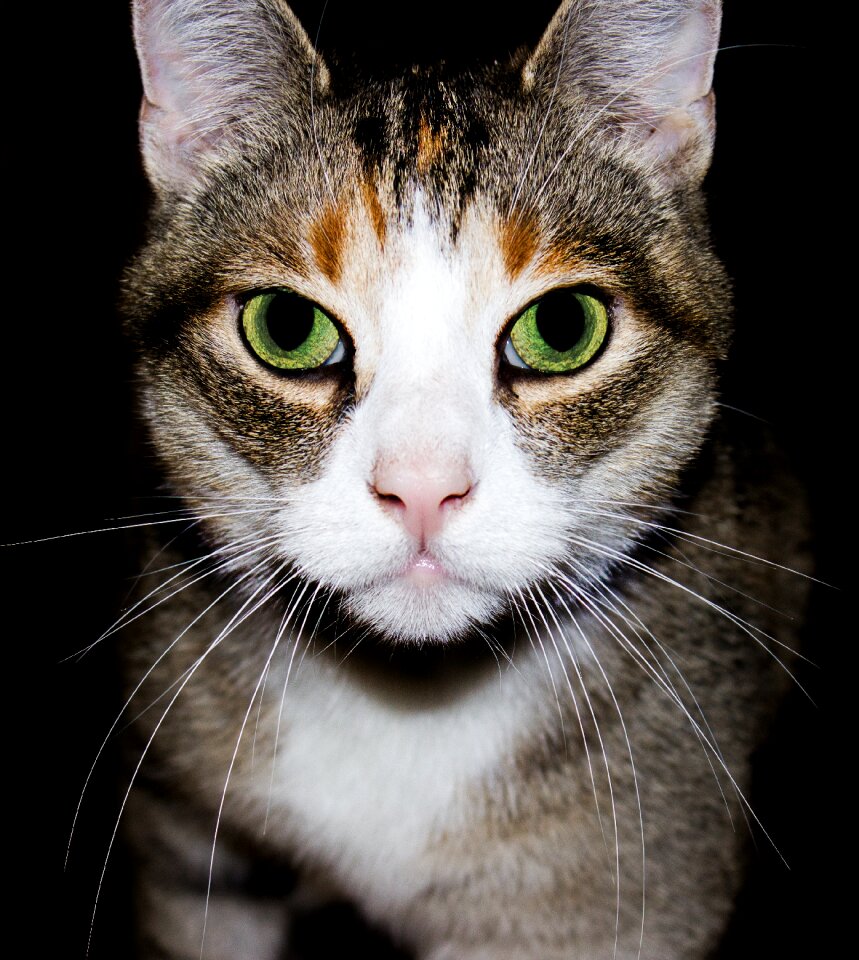 Young cat domestic cat pet