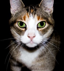Young cat domestic cat pet