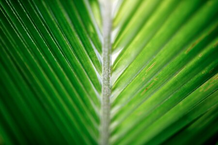 Palm tropical green