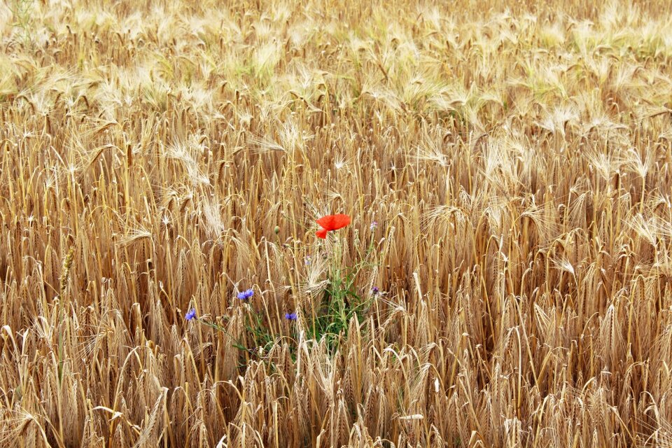 Cereals red summer photo