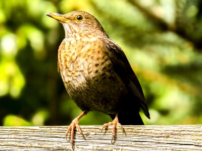 Garden bird nature animal