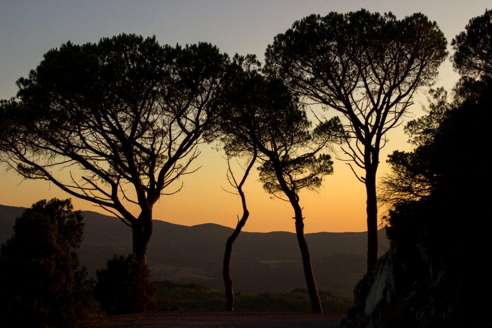 Setting sun dusk forest