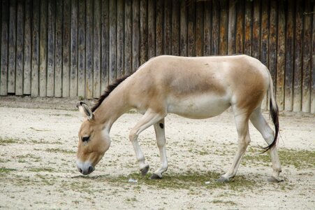 Zoo equus hemionus livestock