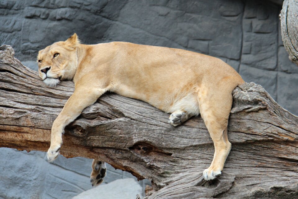Zoo hamburg lioness