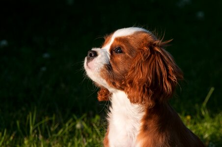 Small dog young dog puppies photo