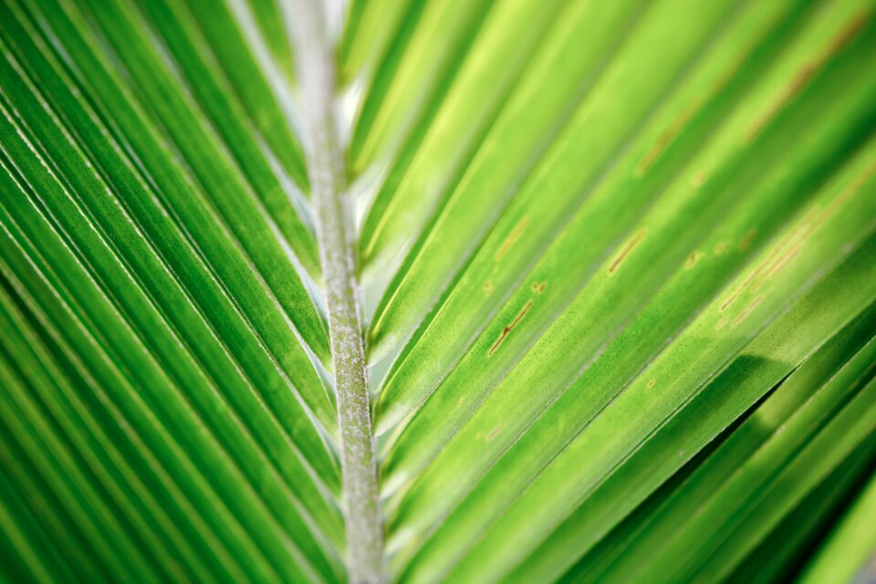 Palm tropical green