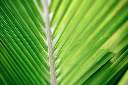 Palm tropical green