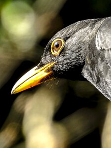 Garden bird nature animal