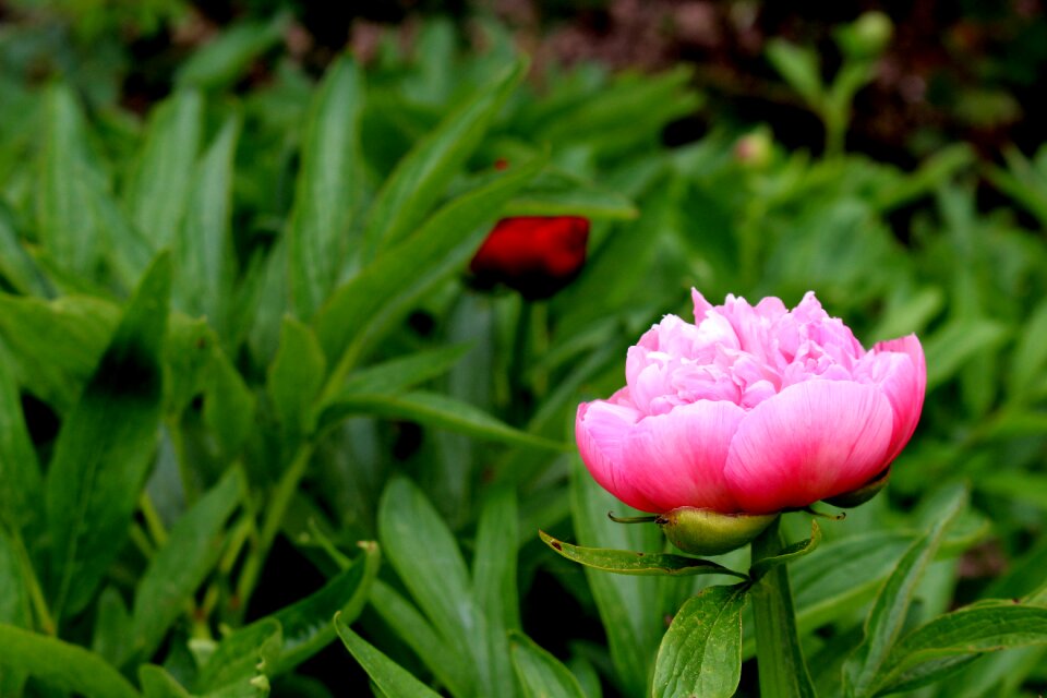 Rose bloom flower blossom