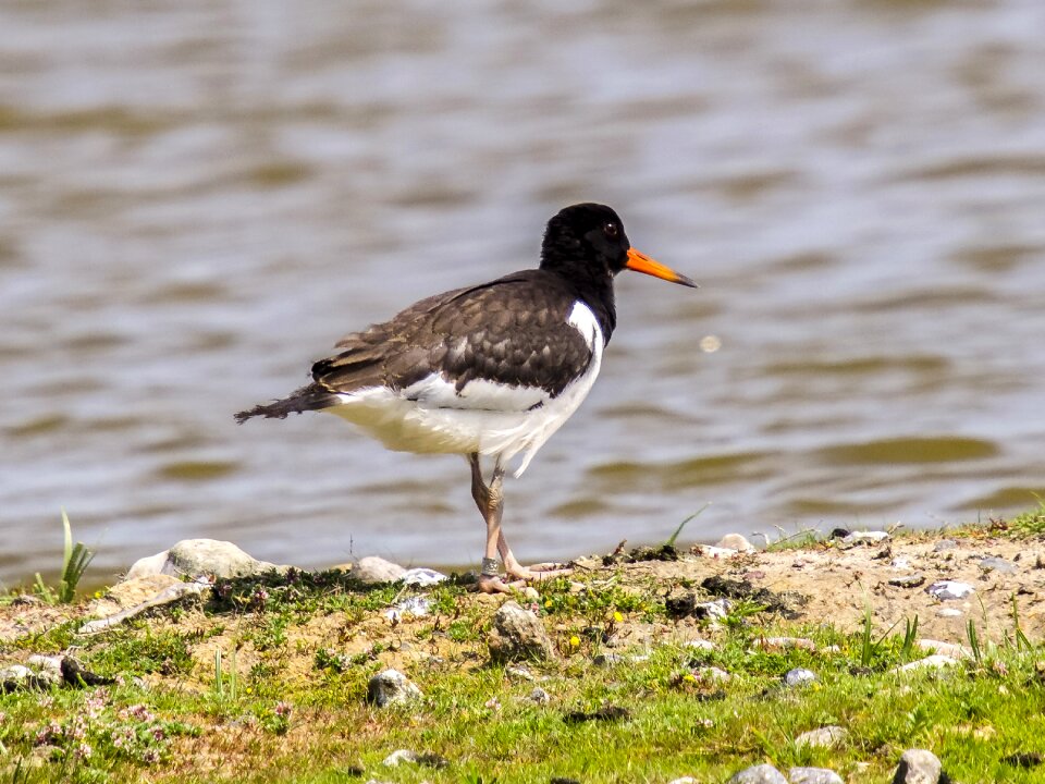 Water bird nature animal