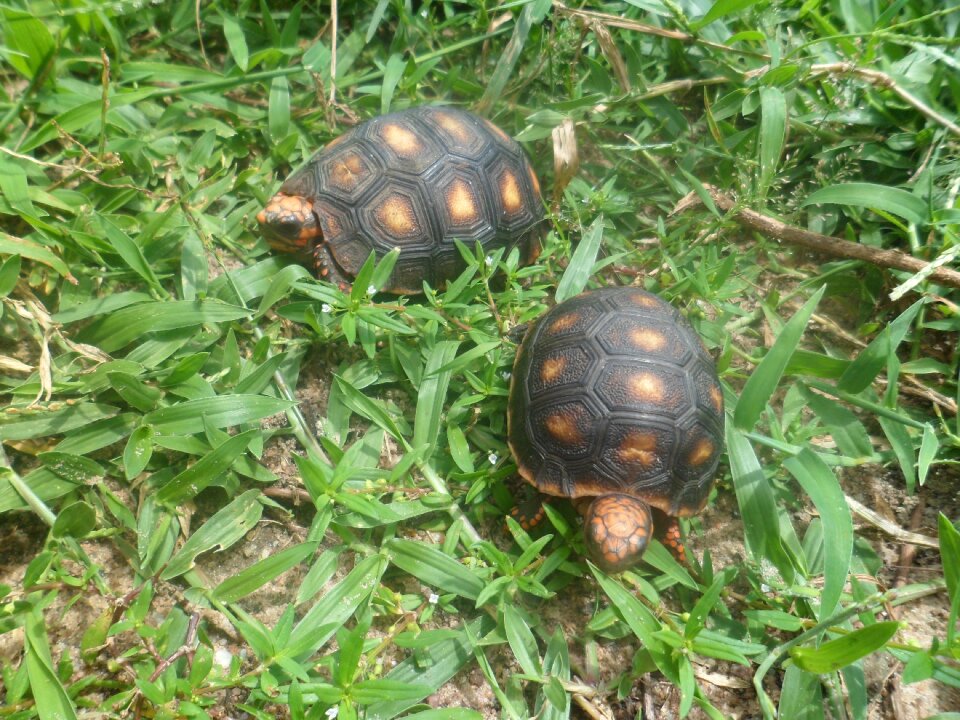 Reptile field fauna