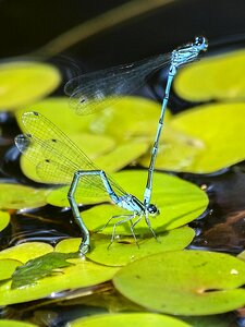 Insect nature animal