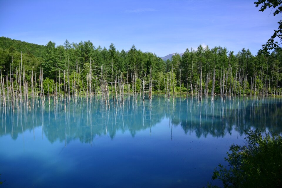 Shirogane nature japanese